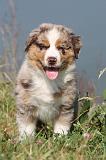 BERGER AUSTRALIEN PUPPIES 093